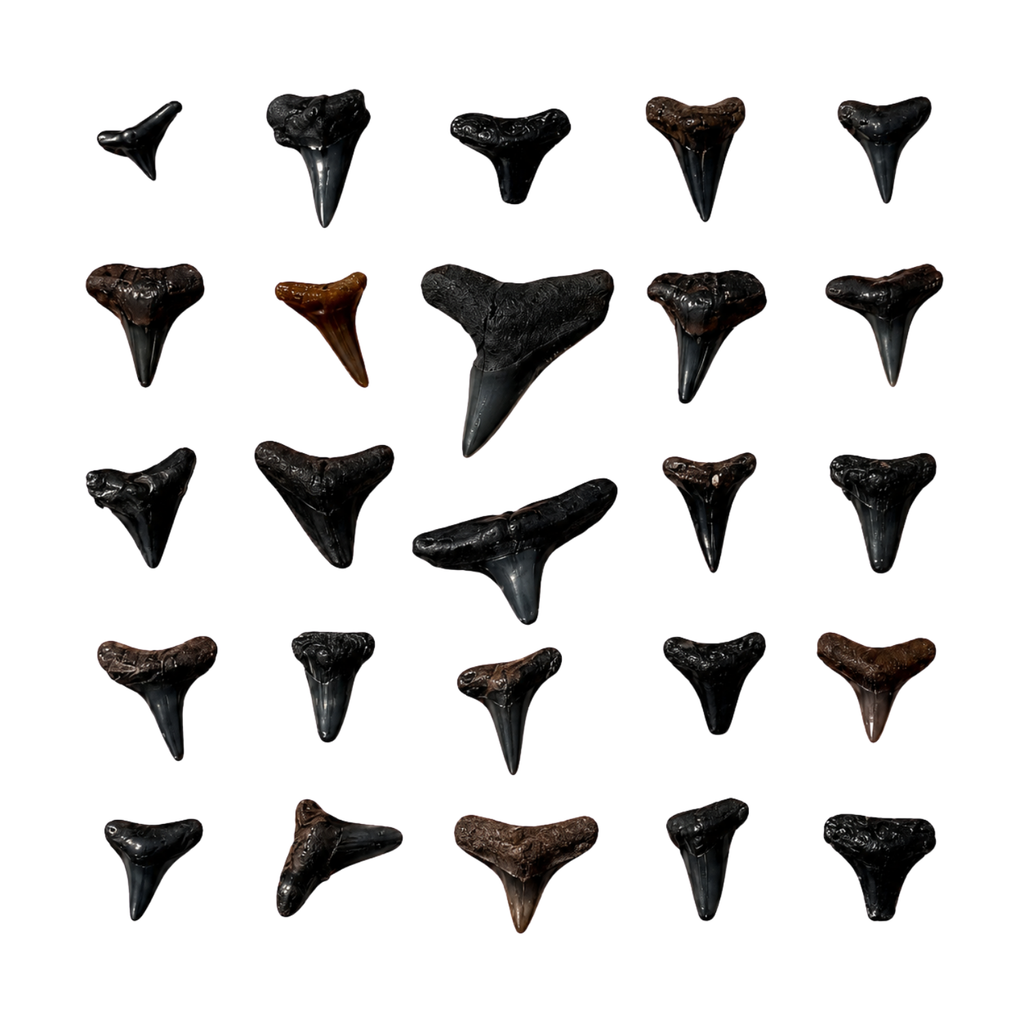 Fossilized Shark Teeth