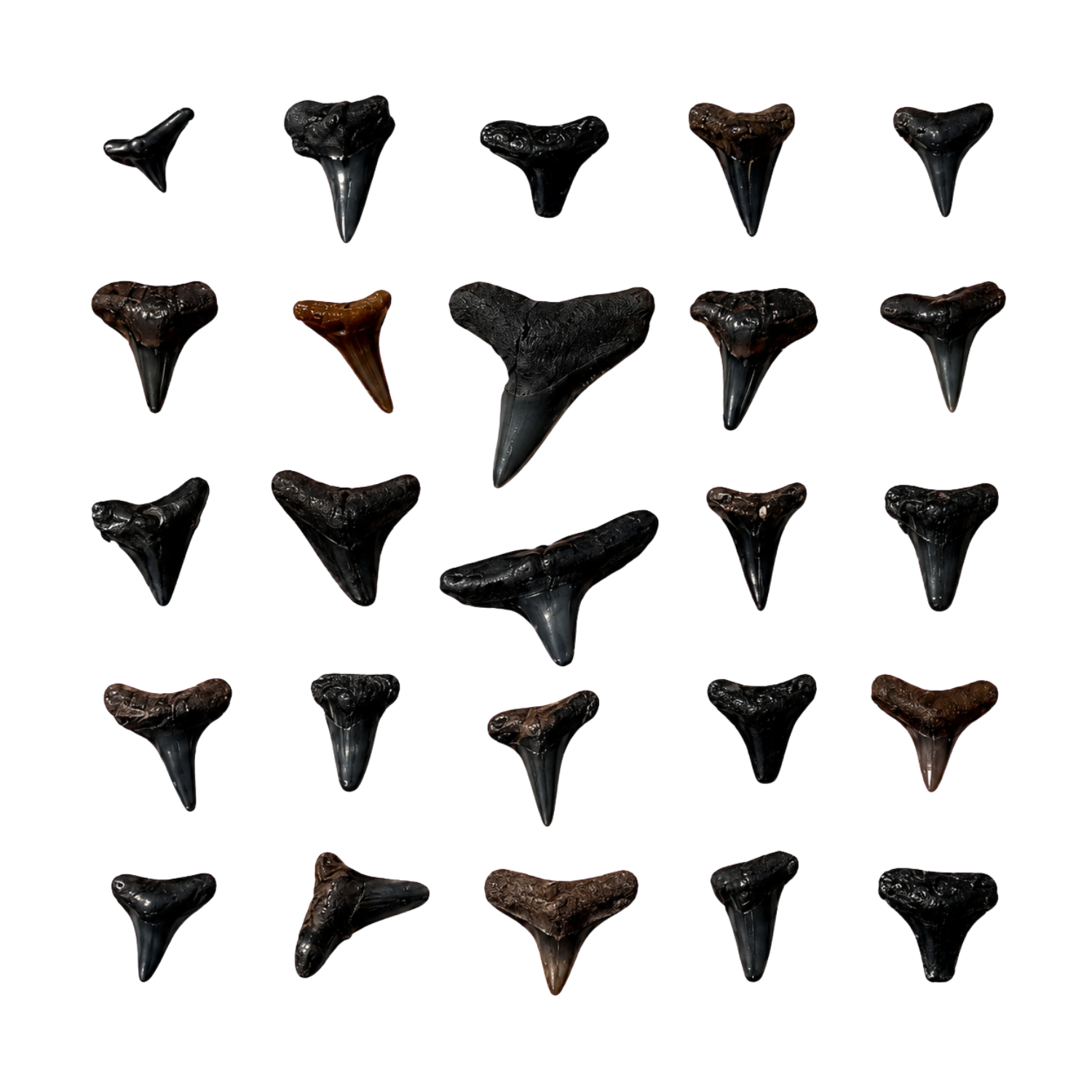 Fossilized Shark Teeth