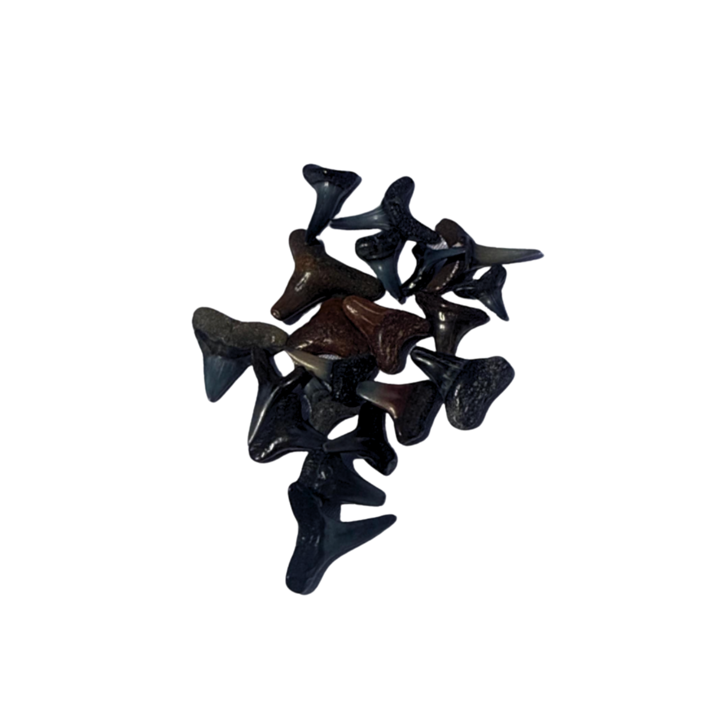 Fossilized Shark Teeth