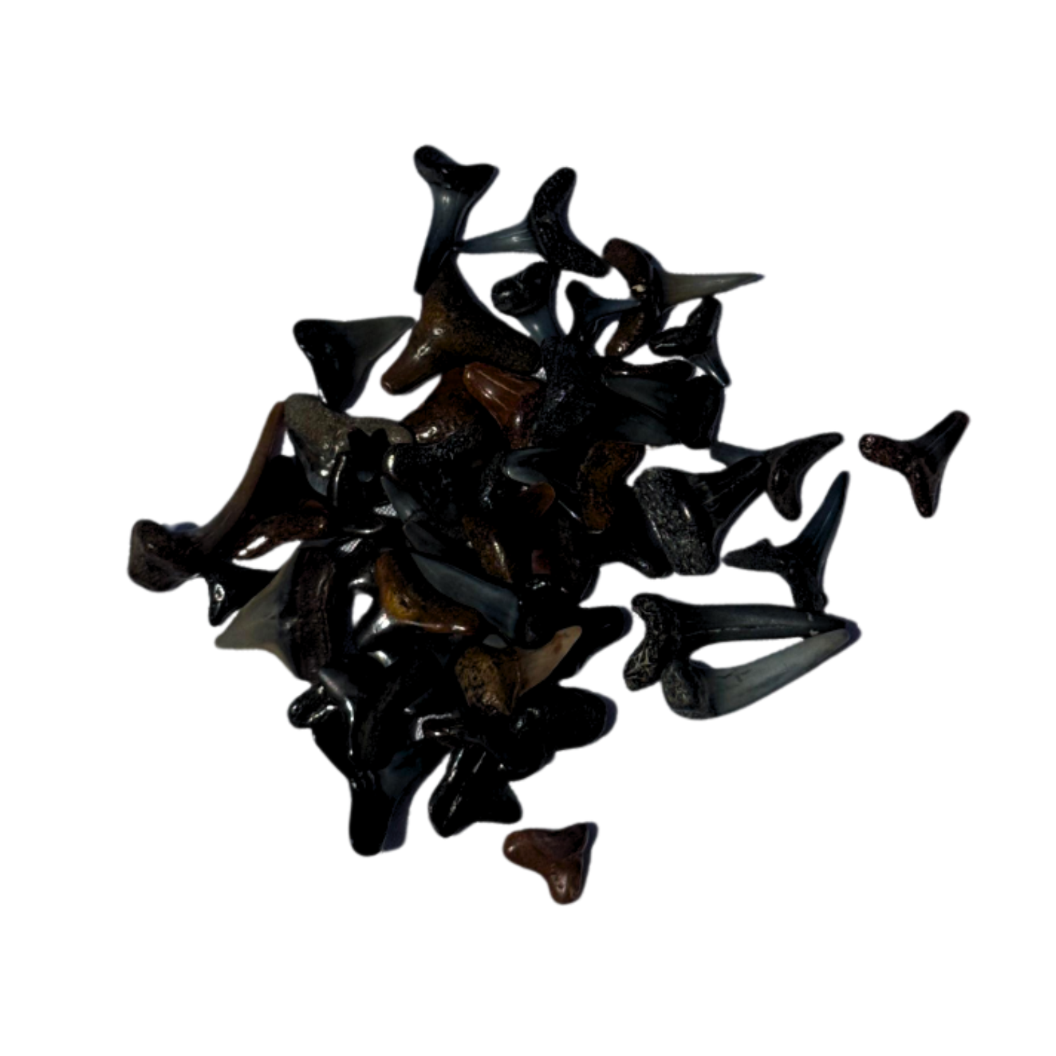 Fossilized Shark Teeth