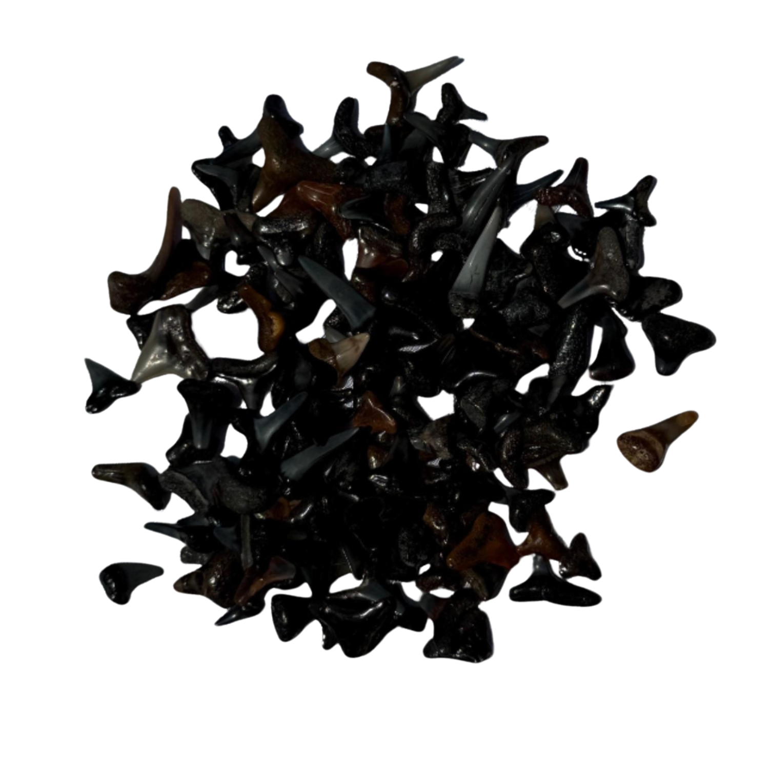 Fossilized Shark Teeth