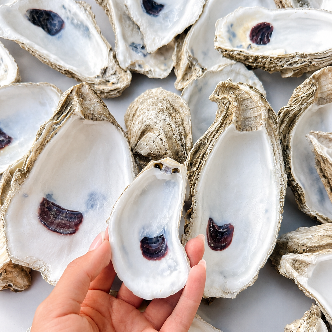Cleaned Oyster Shells for Crafting | Natural Unpainted Shells