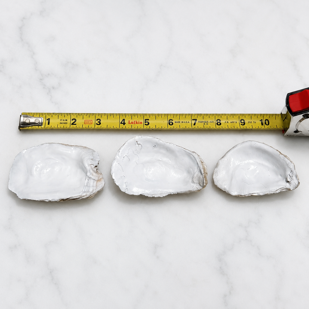 Painted and Cleaned Oyster Shells for Crafting | White & Gold | Ready for Decoupage