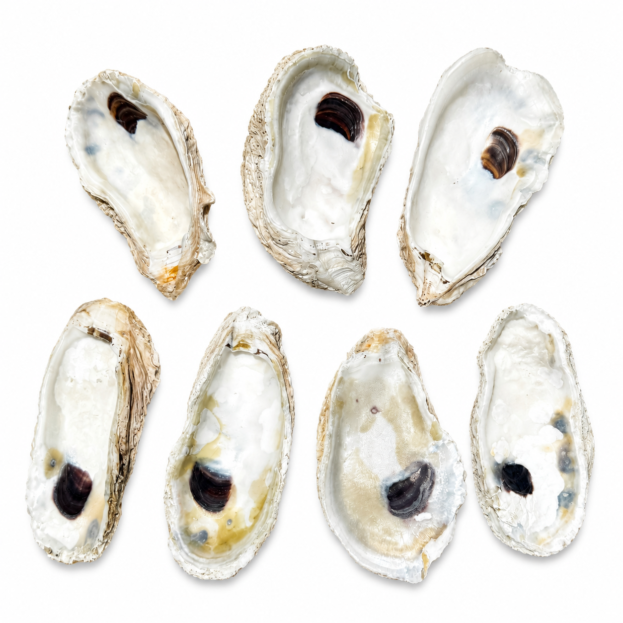 Cleaned Oyster Shells for Crafting | Natural Unpainted Shells