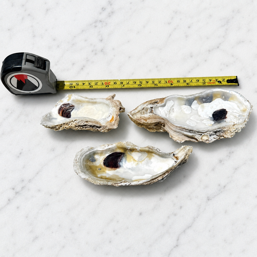 Cleaned Oyster Shells for Crafting | Natural Unpainted Shells