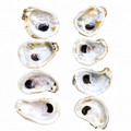 Cleaned Oyster Shells for Crafting | Natural Unpainted Shells
