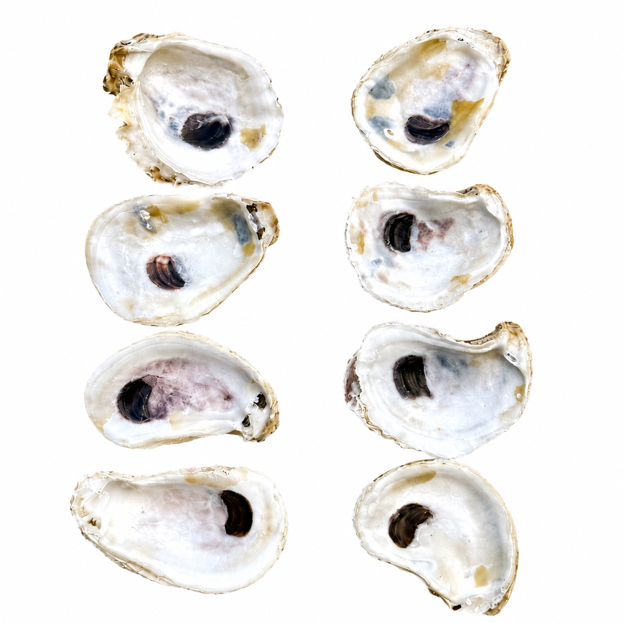 Cleaned Oyster Shells for Crafting | Natural Unpainted Shells